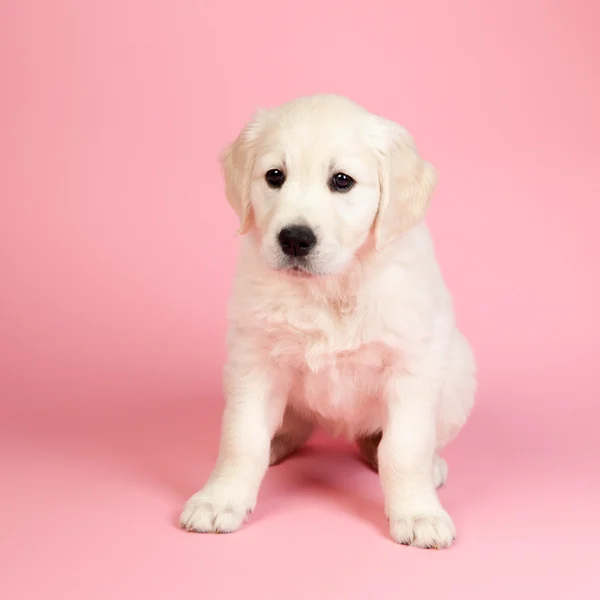 Puppy golden retreiver — Stock Photo, Image