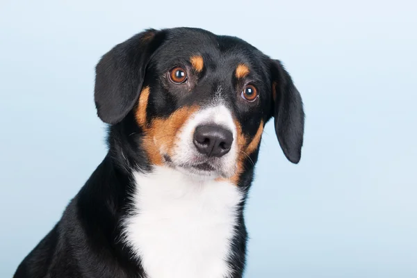 Portret sennen hund — Stockfoto