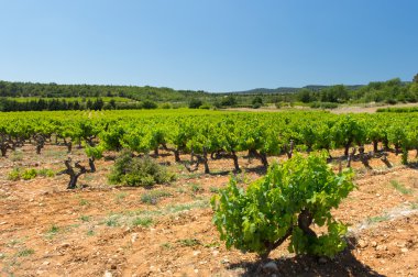 paisaje con viñedos en Francia