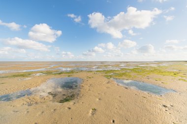 Hollandalı wadden Denizi sığ