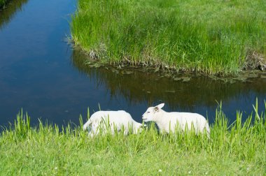 Lambs near the ditch clipart