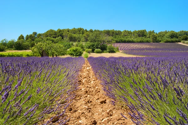 Landskap med lavendel — Stockfoto