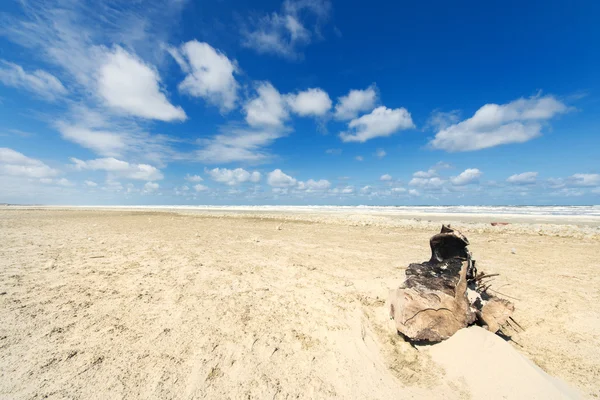 Morceau de bois à la plage — Photo