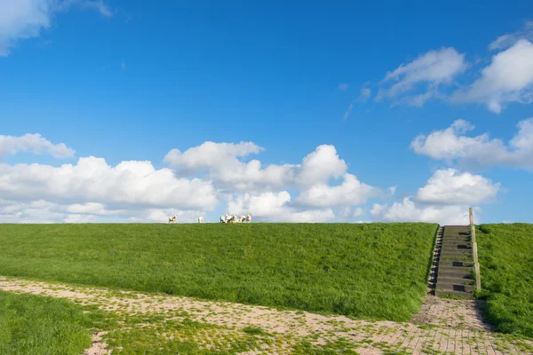 Dutch dike with sheep — Stock Photo, Image