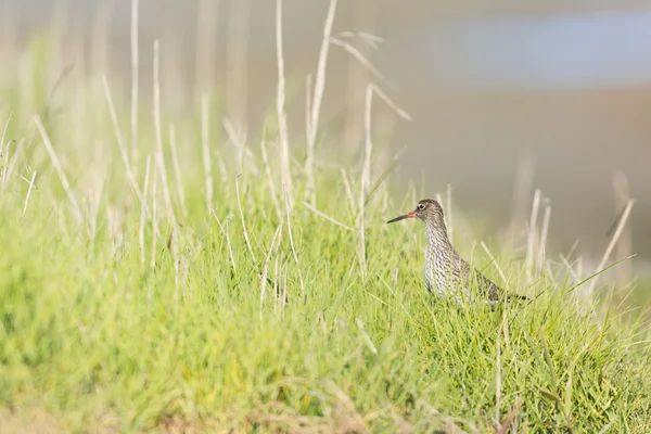 Common redshank at the beach — Stock Photo, Image