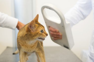 mikroçip implant için kedi tarafından denetleniyor