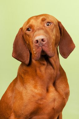 Macar veya magyar vizsla