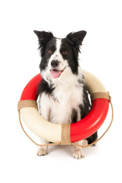 Border collie as rescue dog — Stock Photo, Image