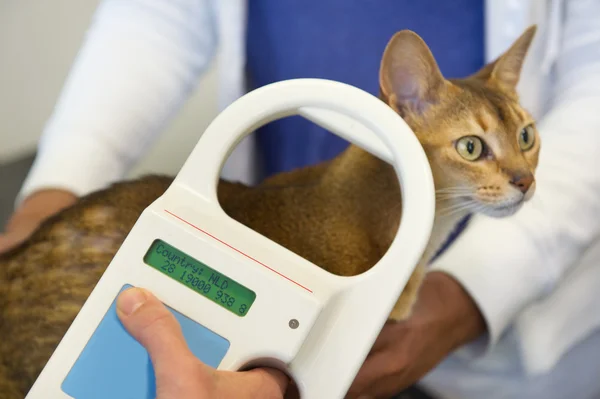 Comprobación del implante de microchip por gato —  Fotos de Stock