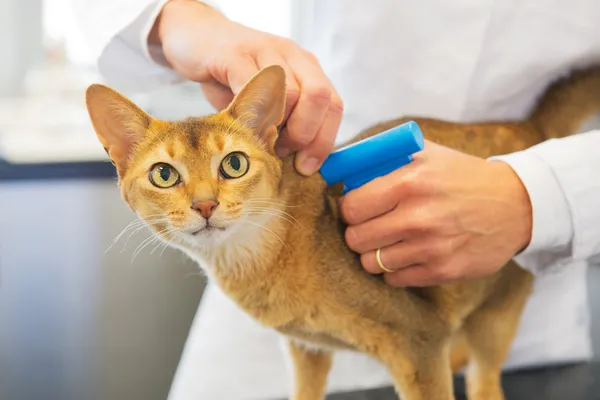 Implante de microchip por gato — Foto de Stock