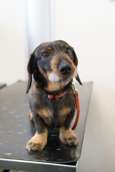 Hund vid bord från veterinär — Stockfoto