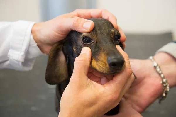 Ветеринар смотрит в глаза собаке — стоковое фото