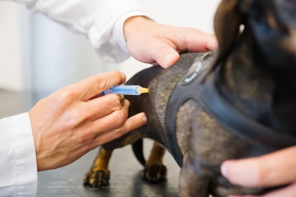 Dare un vaccino al cane — Foto Stock