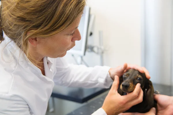 Veterinär ser att ögonen på hund — Stockfoto