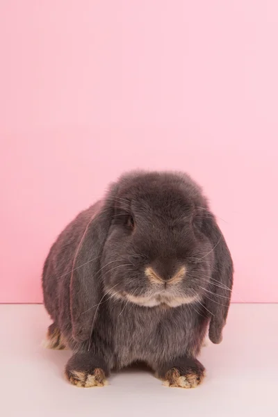 French lop — Stock Photo, Image