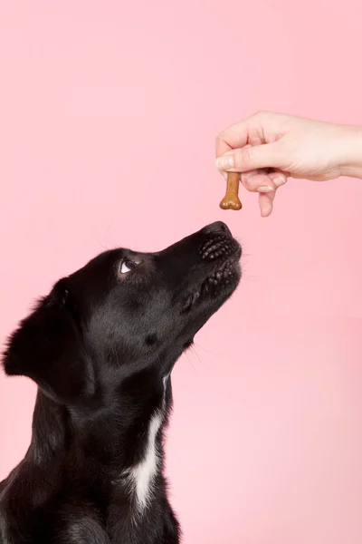 Dar um biscoito ao cão — Fotografia de Stock