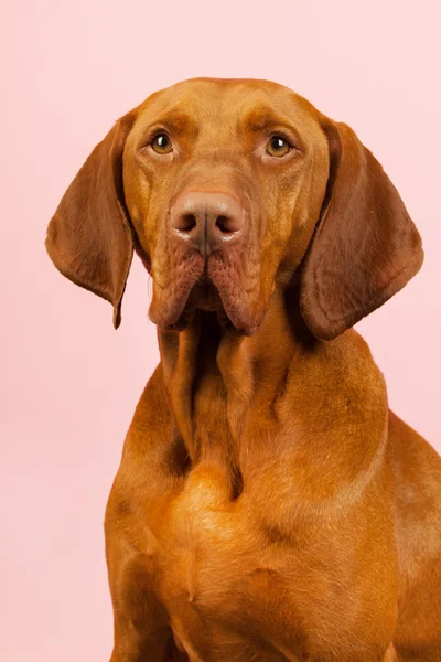 Maďarská nebo magyar vizsla — Stock fotografie