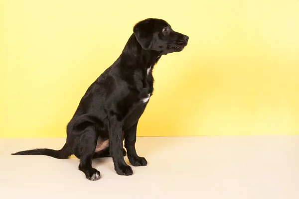 Svart hund på gula — Stockfoto