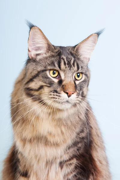Maine coon cat on blue — Stock Photo, Image