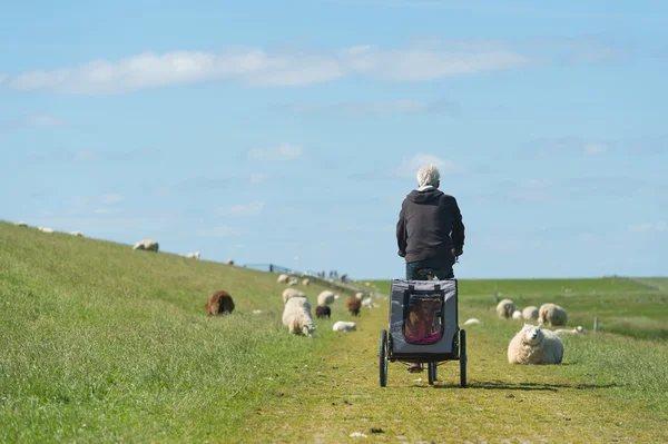 Uomo con bici sulla diga olandese con pecore — Foto Stock