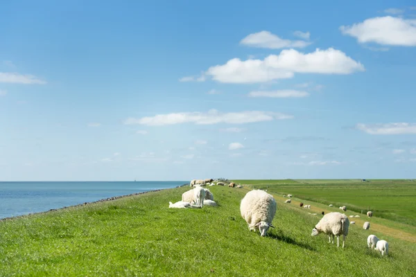 Овцы у дамбы — стоковое фото