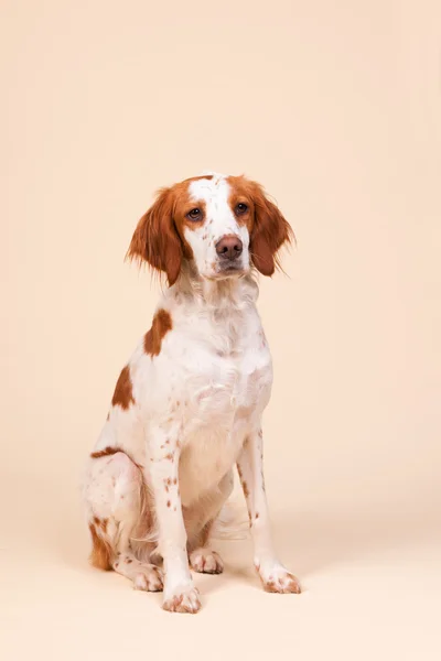跨品种猎犬的肖像 — 图库照片
