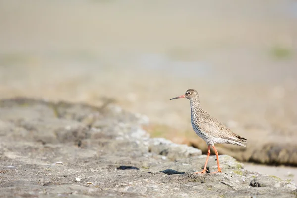 Redshank comum na praia — Fotografia de Stock