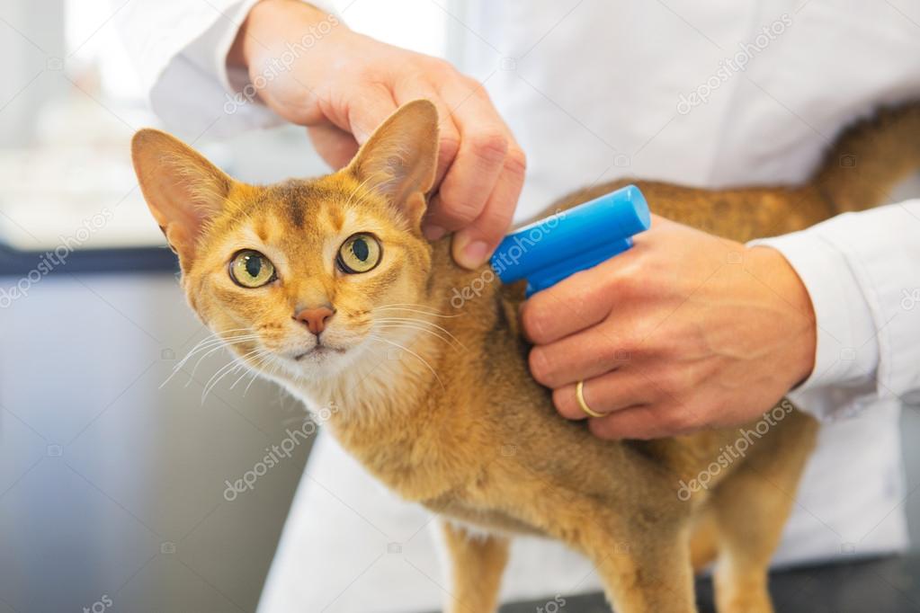 Microchip implant by cat — Stock Photo © ivonnewierink #48497927