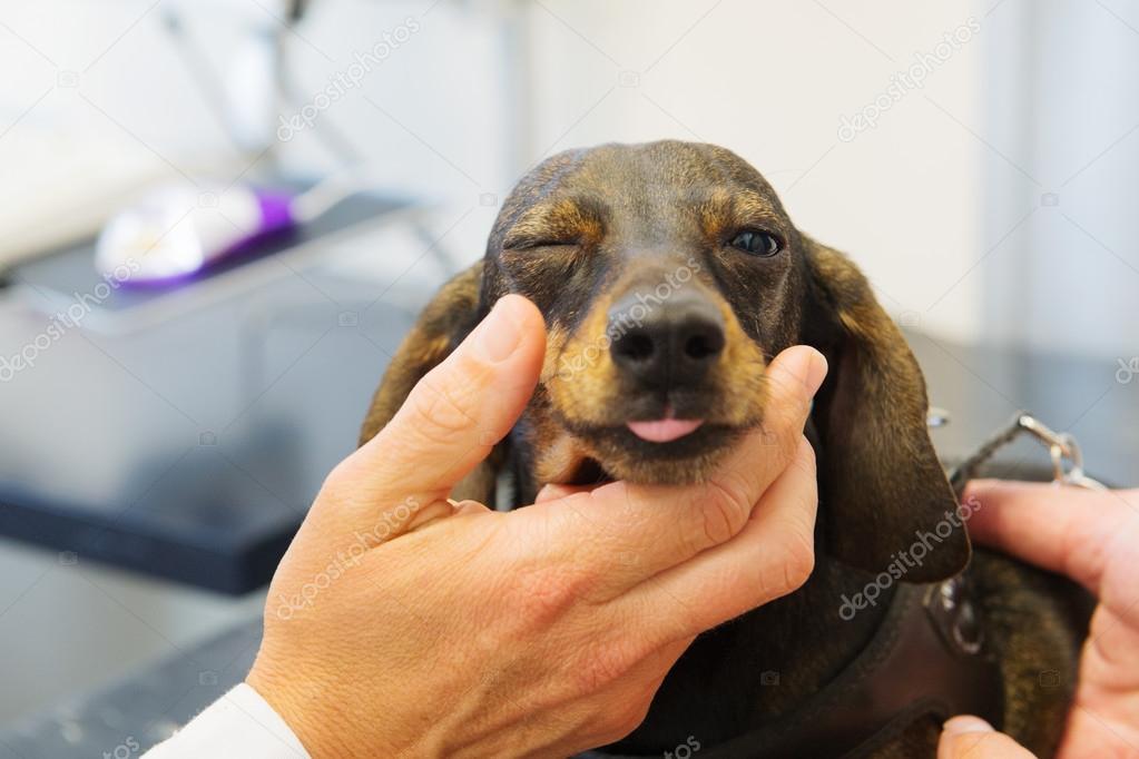Veterinarian is looking to the eyes of dog
