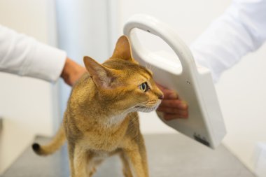 mikroçip implant için kedi tarafından denetleniyor