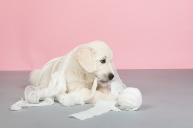 Puppy golden retreiverplaying with bandage clipart