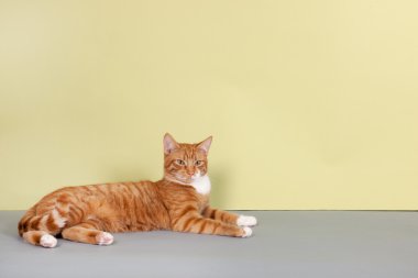 yeşil zemin üzerine kırmızı tekir kedi