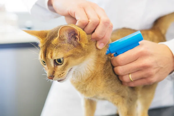 Implante de microchip por gato — Foto de Stock