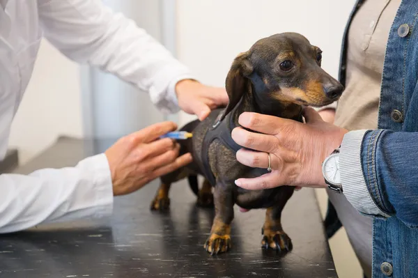 Tendo medo pelo veterinário — Fotografia de Stock