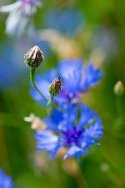 파란 수레 국화의 꽃 봉 오리 — 스톡 사진