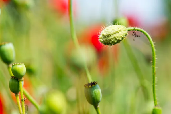 Bud and red poppy — Stock Photo, Image