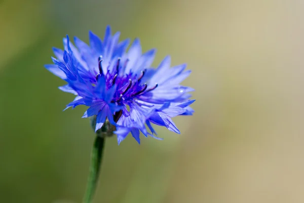 Blue cornflower — Stock Photo, Image