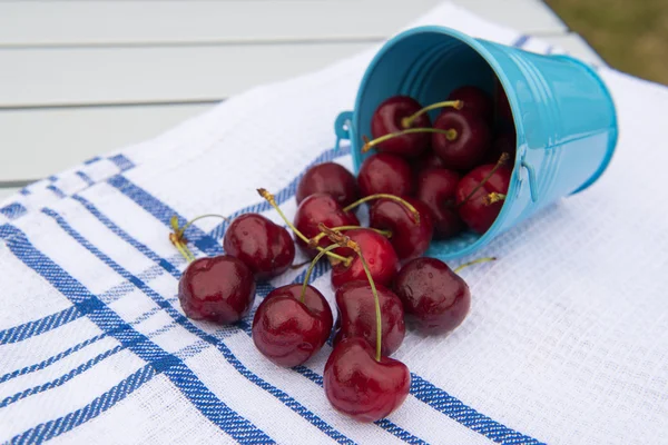 Harvest of cherries — Stock Photo, Image