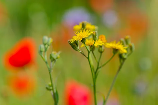 Żółte kwiaty dzikiego — Zdjęcie stockowe