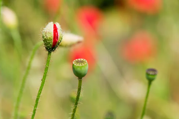 Bud and red poppy — Stock Photo, Image