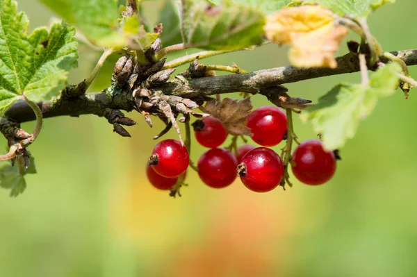 Red currants in bush — Stock Photo, Image