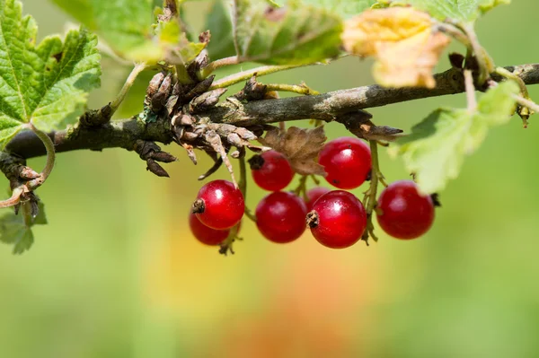 Rote Johannisbeeren im Busch — Stockfoto