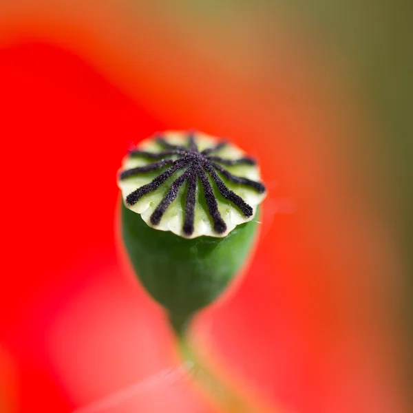 Bud och röd vallmo — Stockfoto