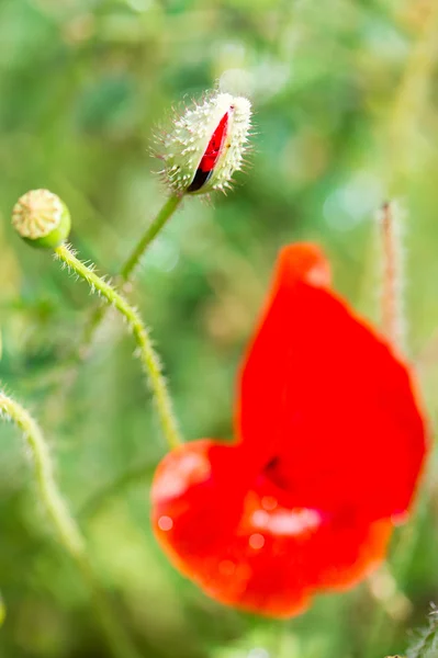 Bud and red poppy — Stock Photo, Image