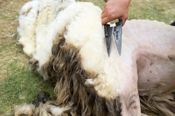Shaving a sheep