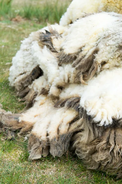 Wol van sheaved schapen — Stockfoto