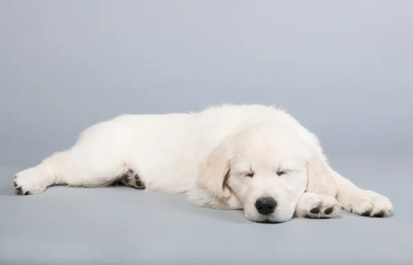 Valp golden retreiver — Stockfoto