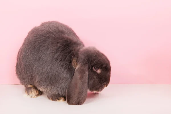 French lop — Stock Photo, Image
