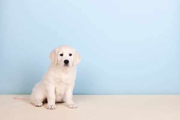 ゴールデンの子犬の切り替え — ストック写真