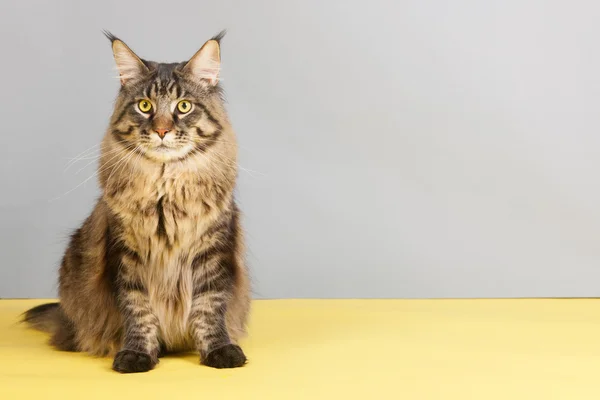 Maine Coon gato — Foto de Stock